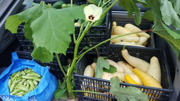 Okra, cucumbers, yellow squash, and more, Produce