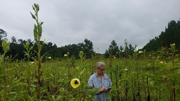 Bee in okra flower Gretchen, Okra