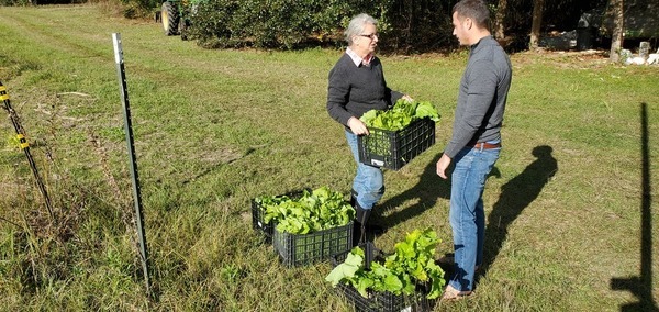 Gretchen hands them over, Boxes of mustard greens