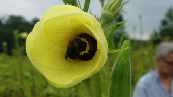 600x338 Movie: Bee in okra flower (43M), Okra, in Swamp and Garden, by John S. Quarterman, for OkraParadiseFarms.com, 30 July 2017