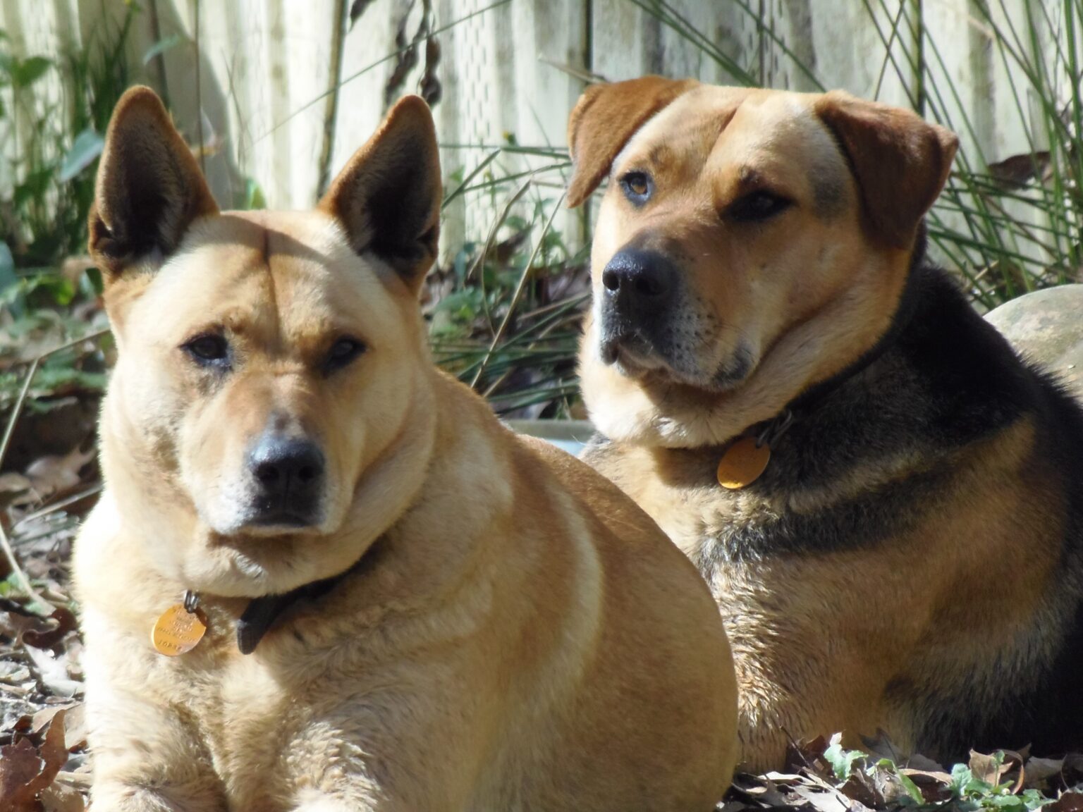 Yellow Dog and Brown Dog in the sun.