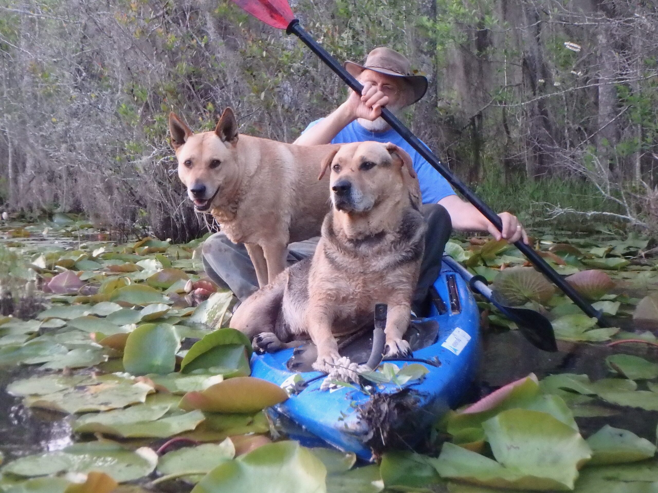 Yellow Dog and Brown Dog in a boat in the pond.