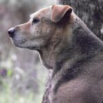 Profile of Brown Dog