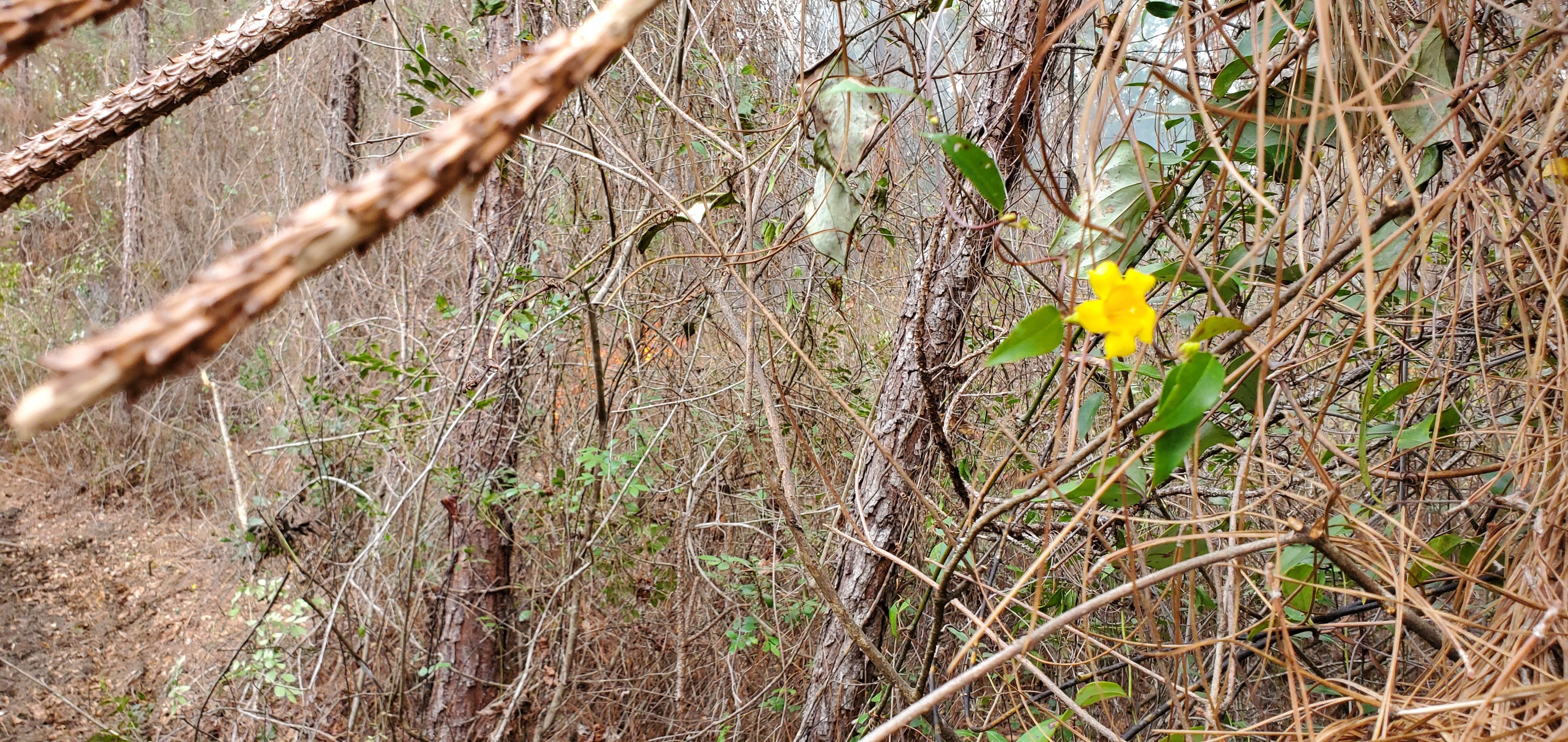 Yellow jessamine and Smilax