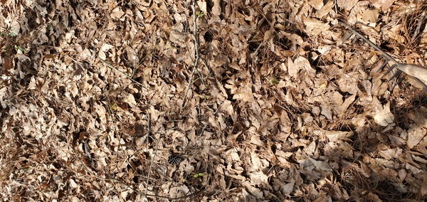 Oak and blackgum leaves don't usually burn