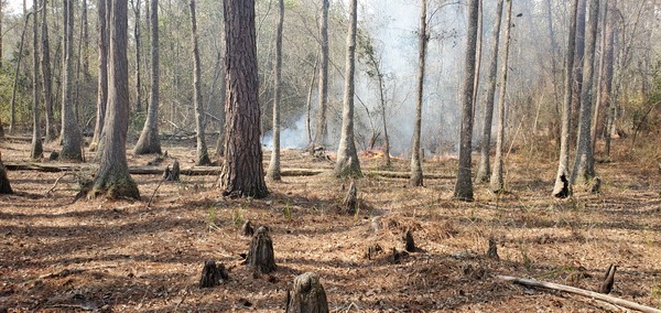 Fire in the swamp