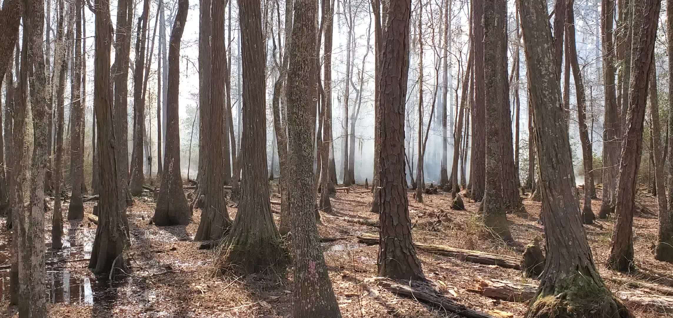Movie: Smoke in the swamp (12M)