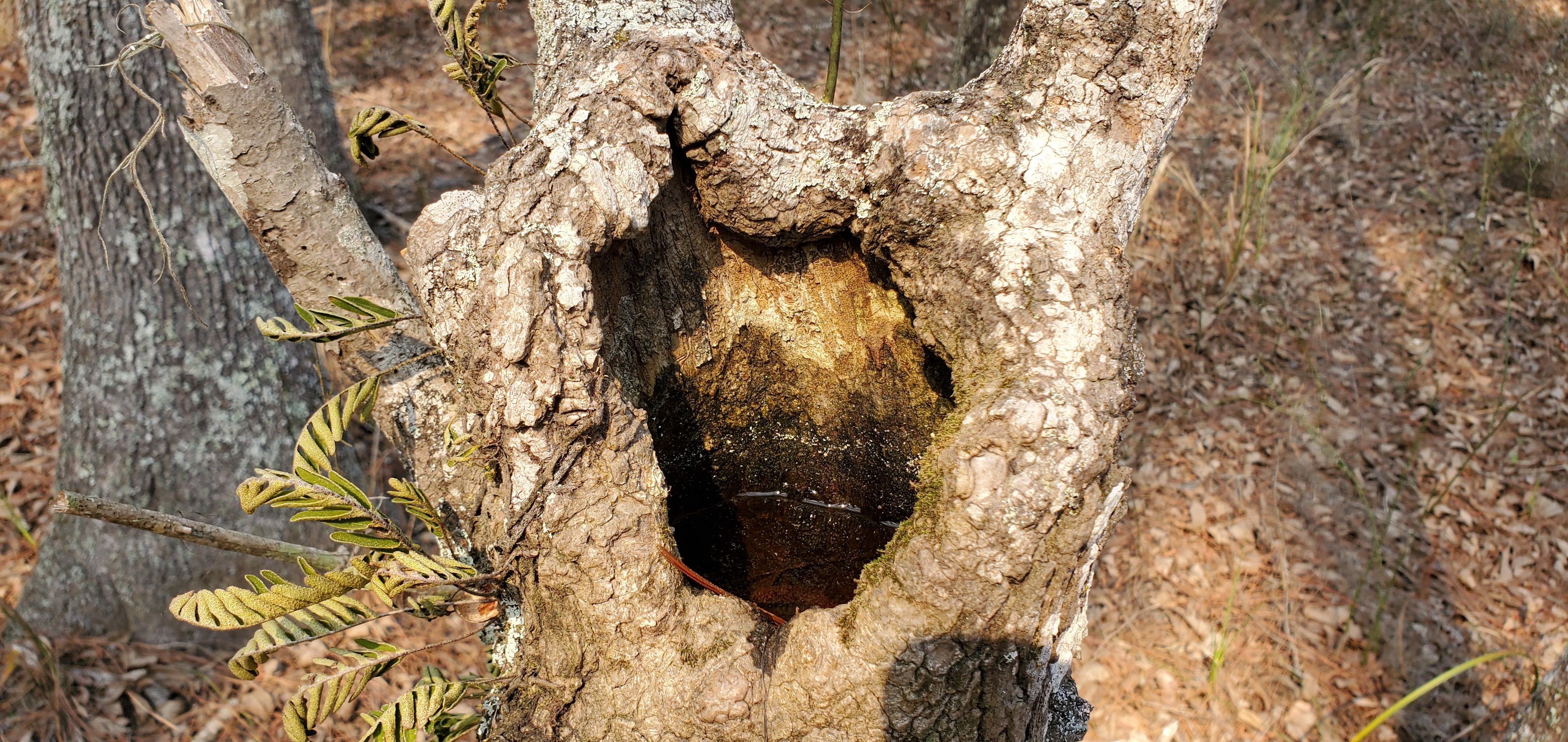 Water in tree