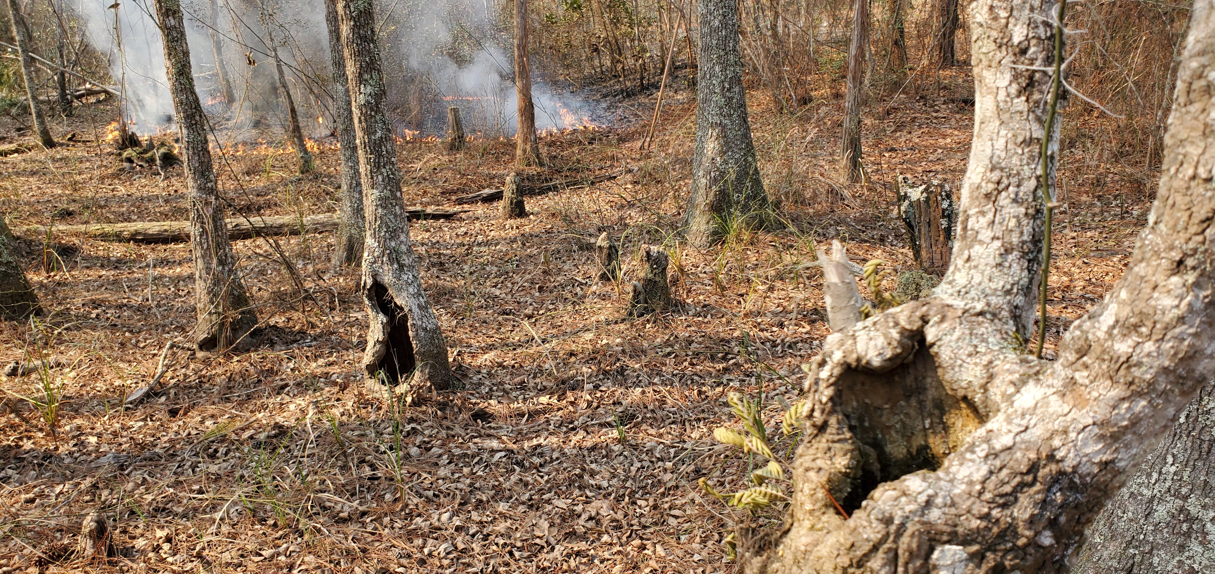 Fire approaching water in tree