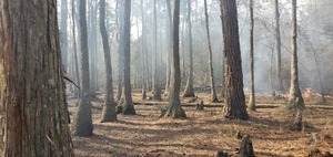 [Cypress knees and fire]