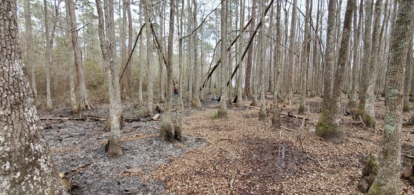 Burn stopped by swamp water; can you spot Gretchen?