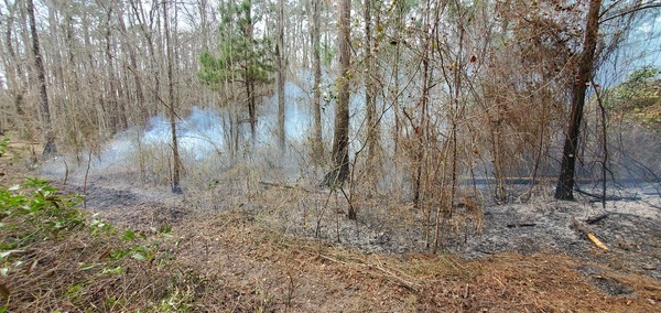 From the older firebreak to the swamp