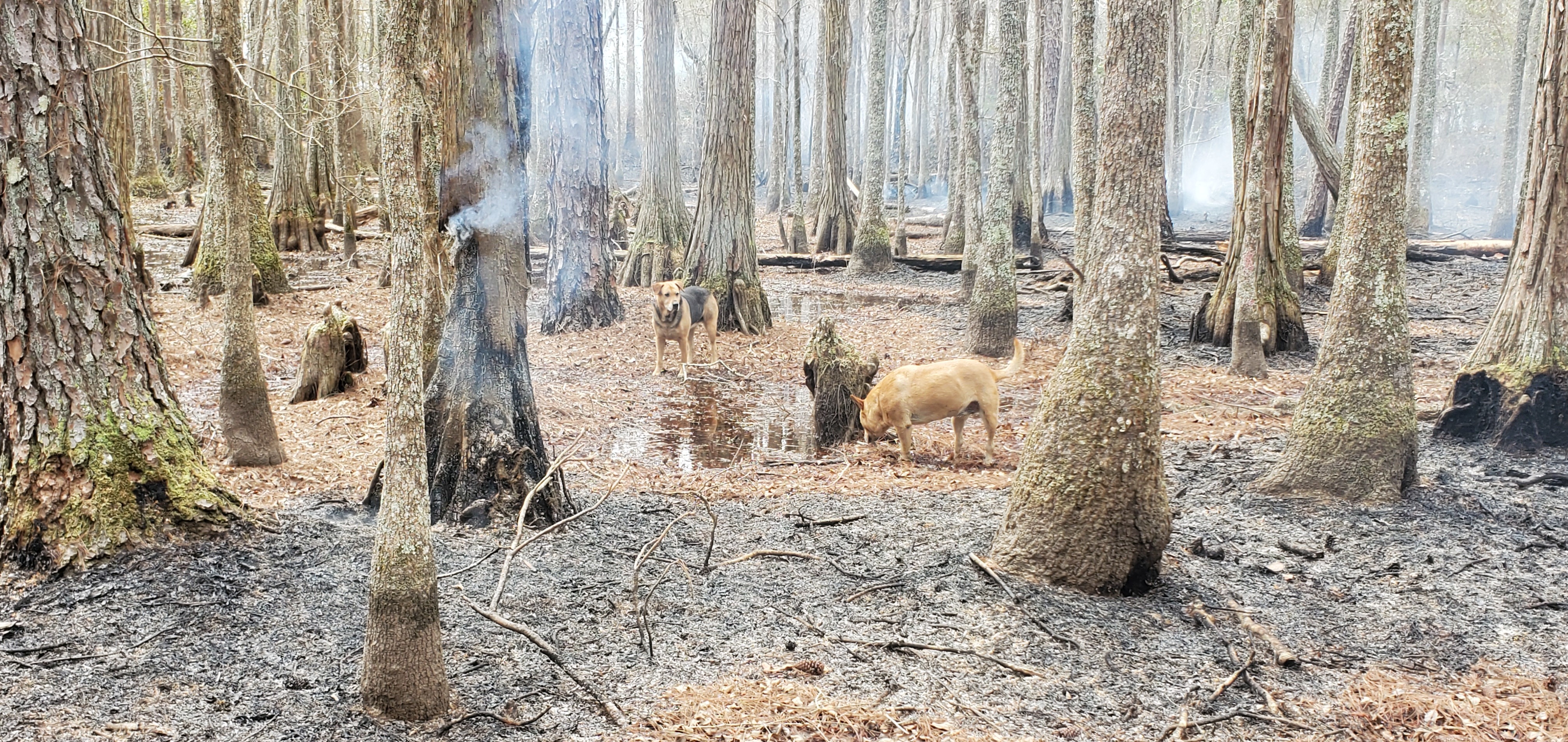 Yellow Dog and camouflaged Brown Dog