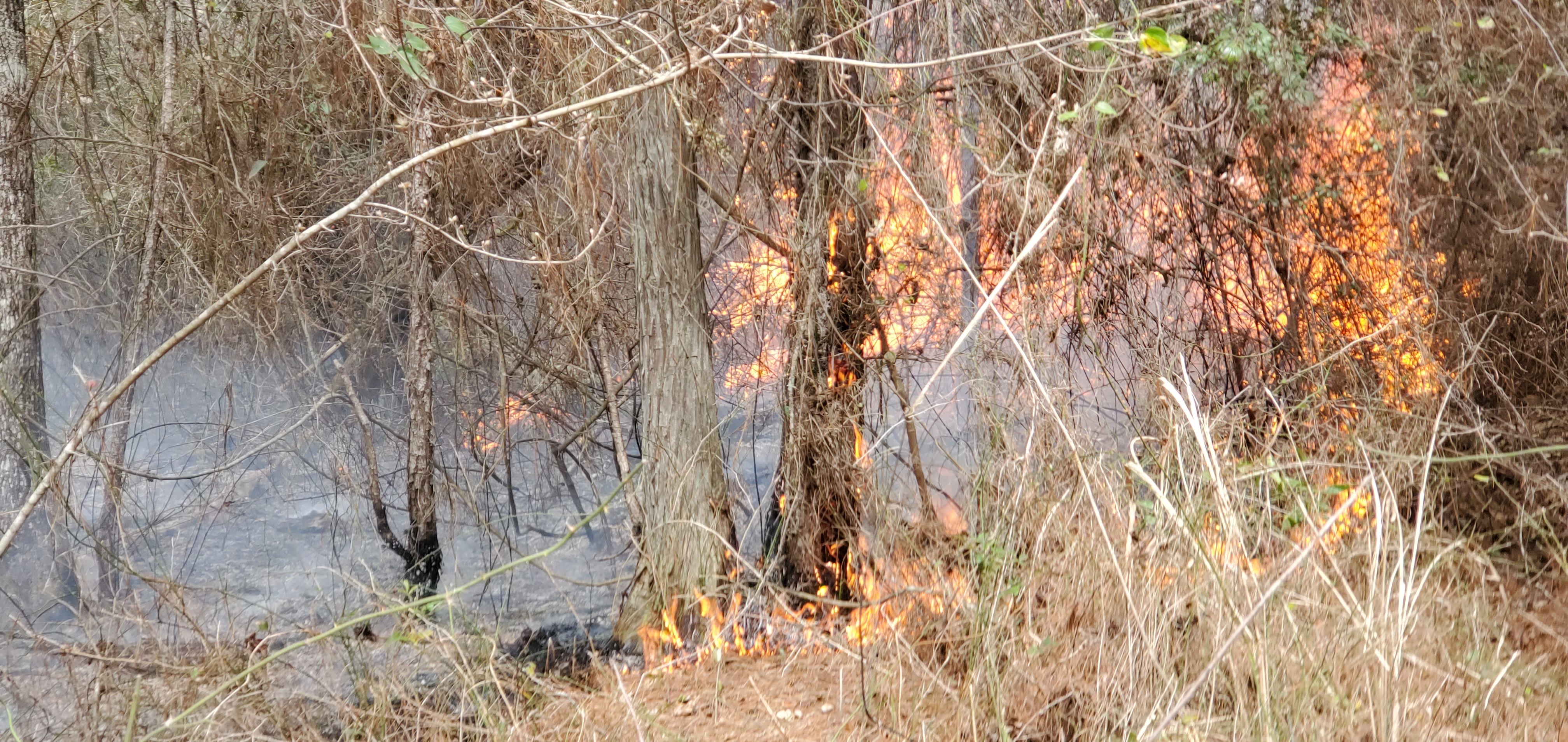 Brambles still burning