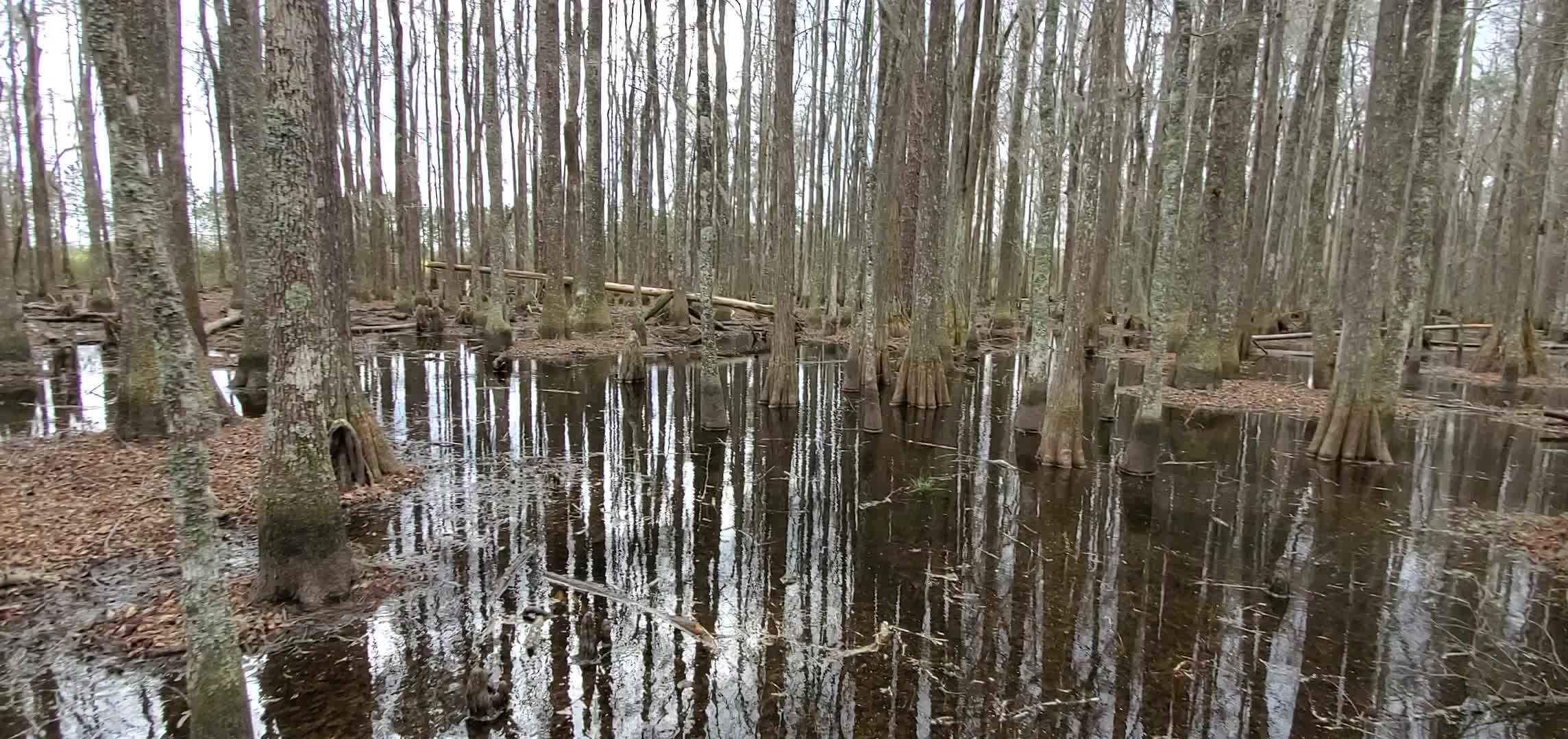 Movie: Around the swamp (21M)