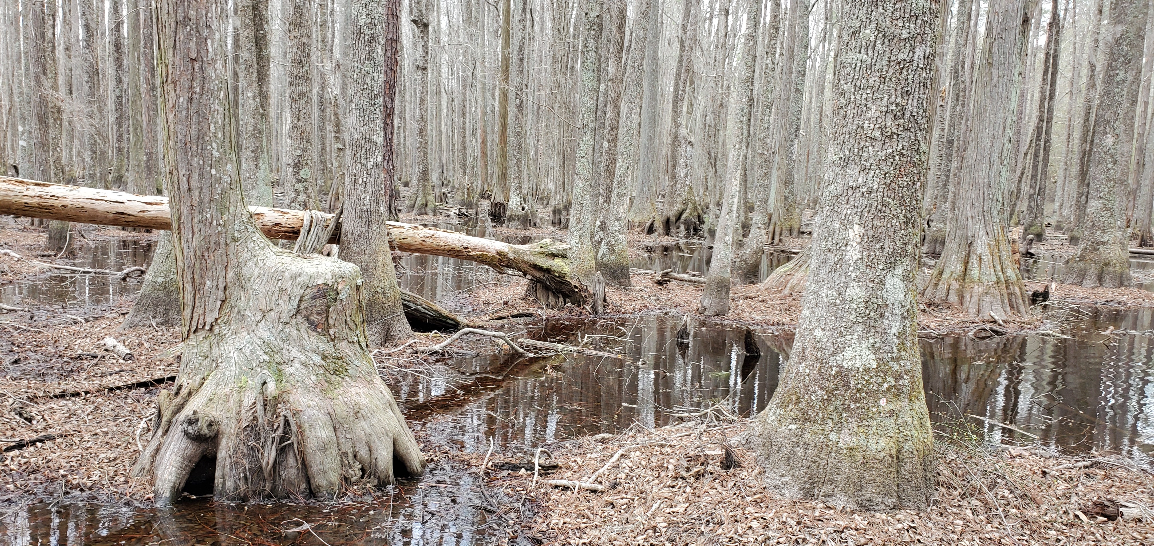 Swamp throne