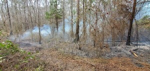 [From the older firebreak to the swamp]