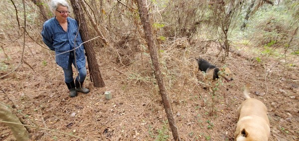 Brown Dog, Yellow Dog, Gretchen, corner marker