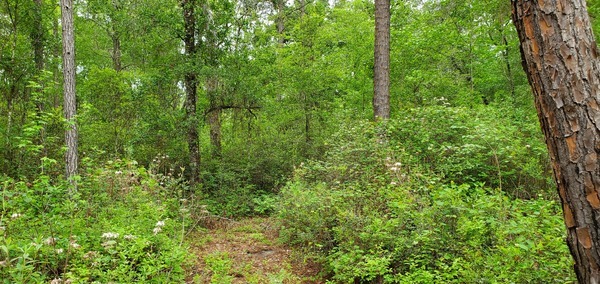 Wild Azaleas