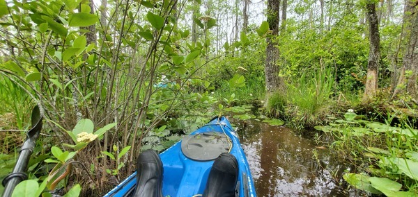 [Flowers and paddlers]