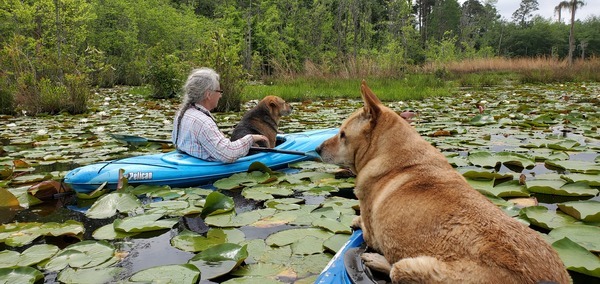 Yellog Dog lying down; Brown Dog inside