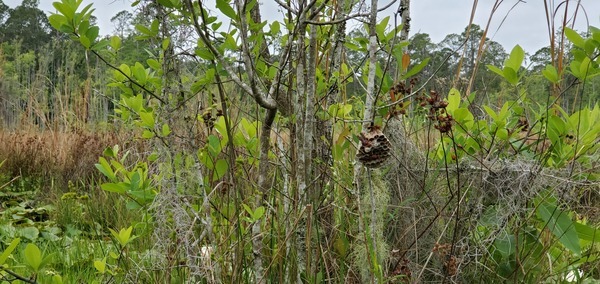 [Wasp nest]