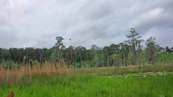 [Movie: Heron flying to its tree (22M)]