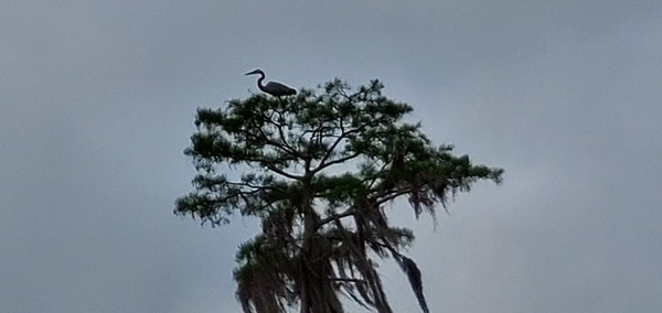 Heron on top of tree