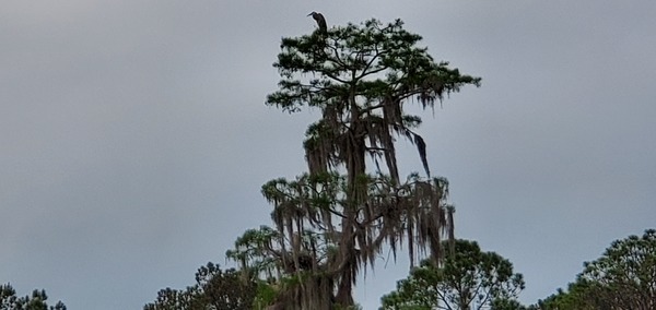 Little heron behind moss below big heron