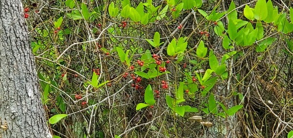 [What are these flashy fruit?]