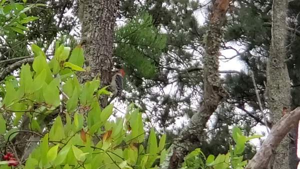 [Movie: Pecking Red bellied woodpecker (117M)]