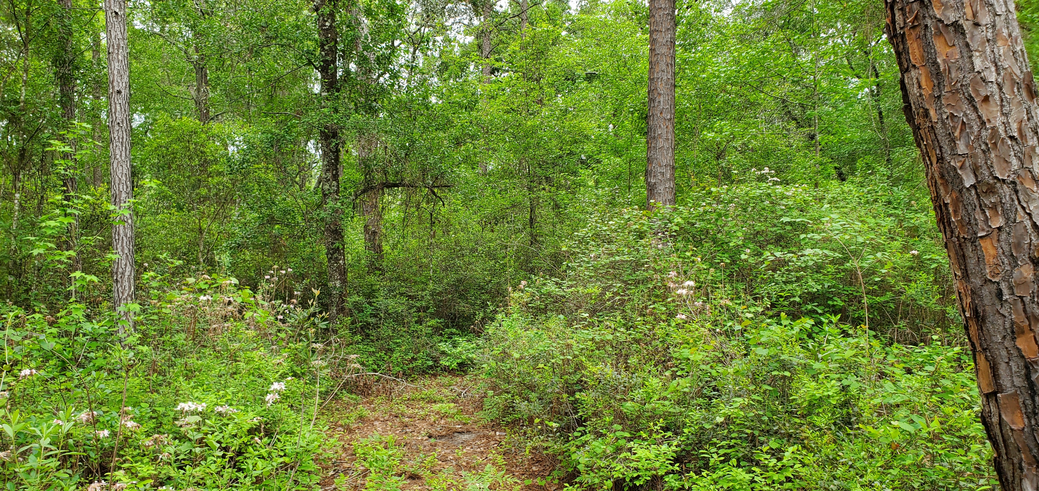 Wild Azaleas