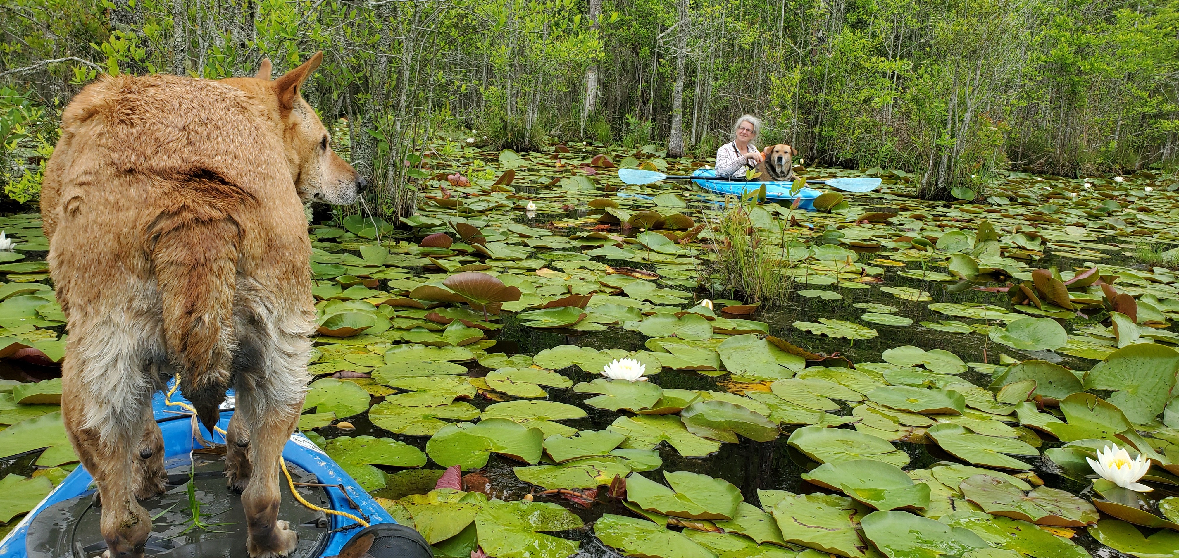 Dogs in boats