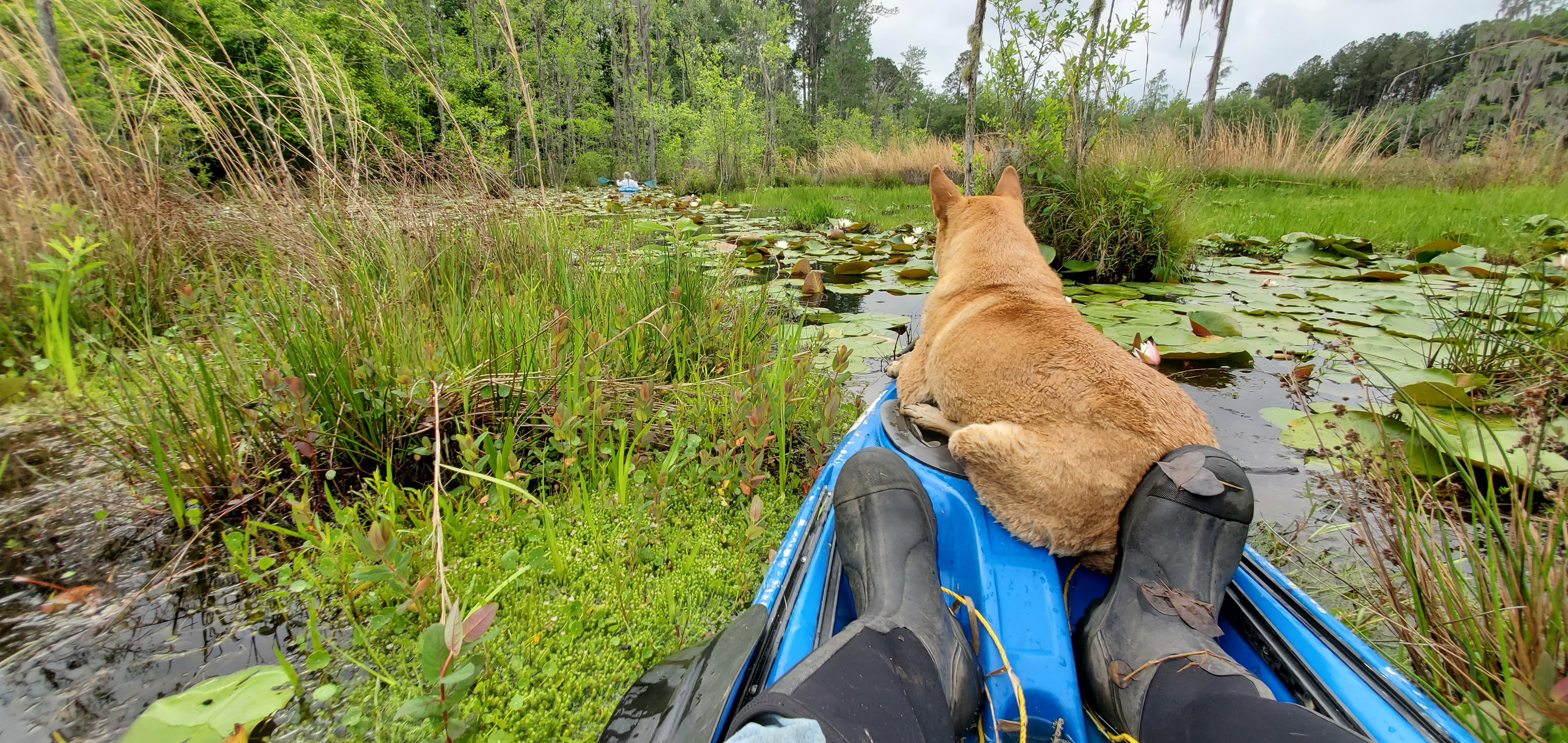 Yellow Dog is not impressed