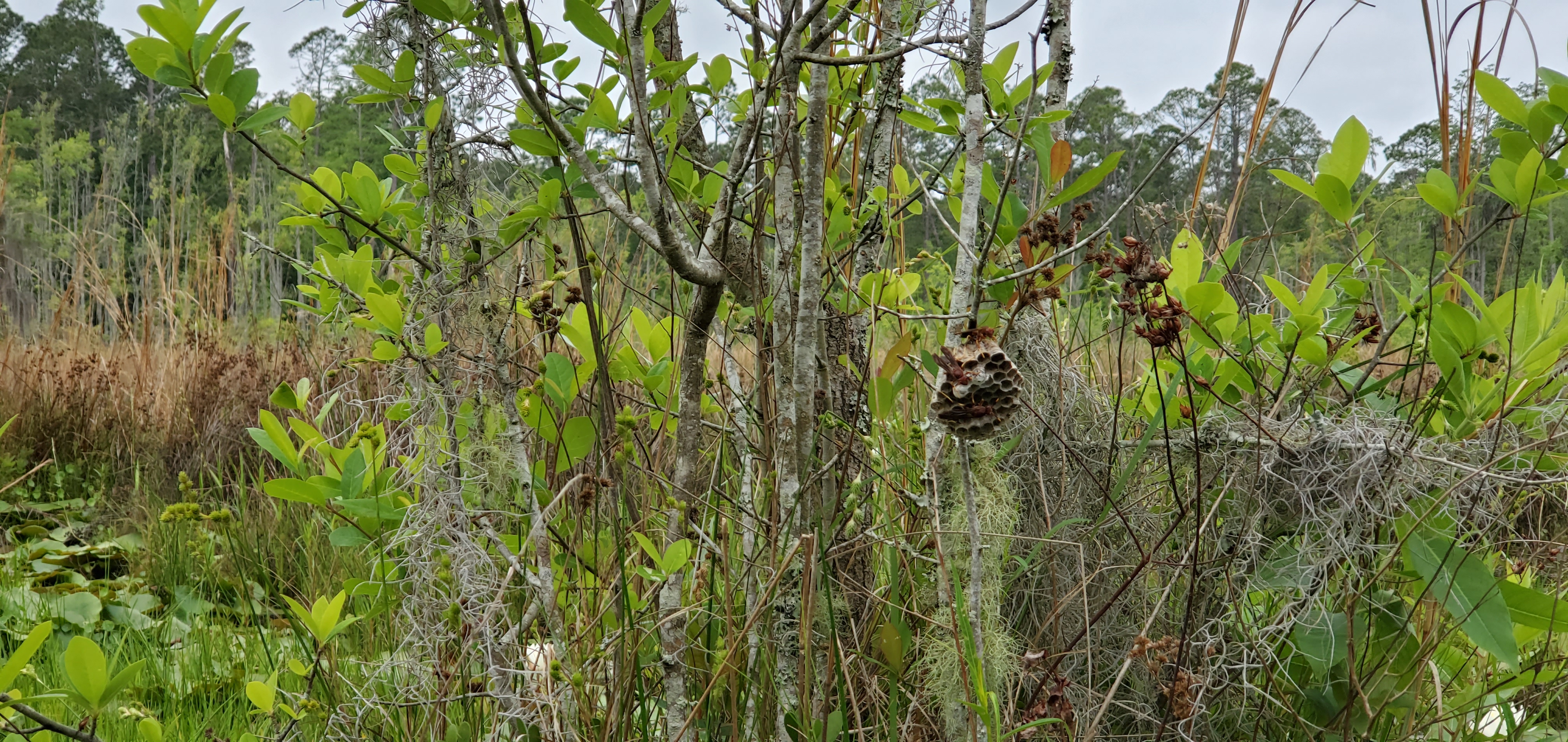 Wasp nest