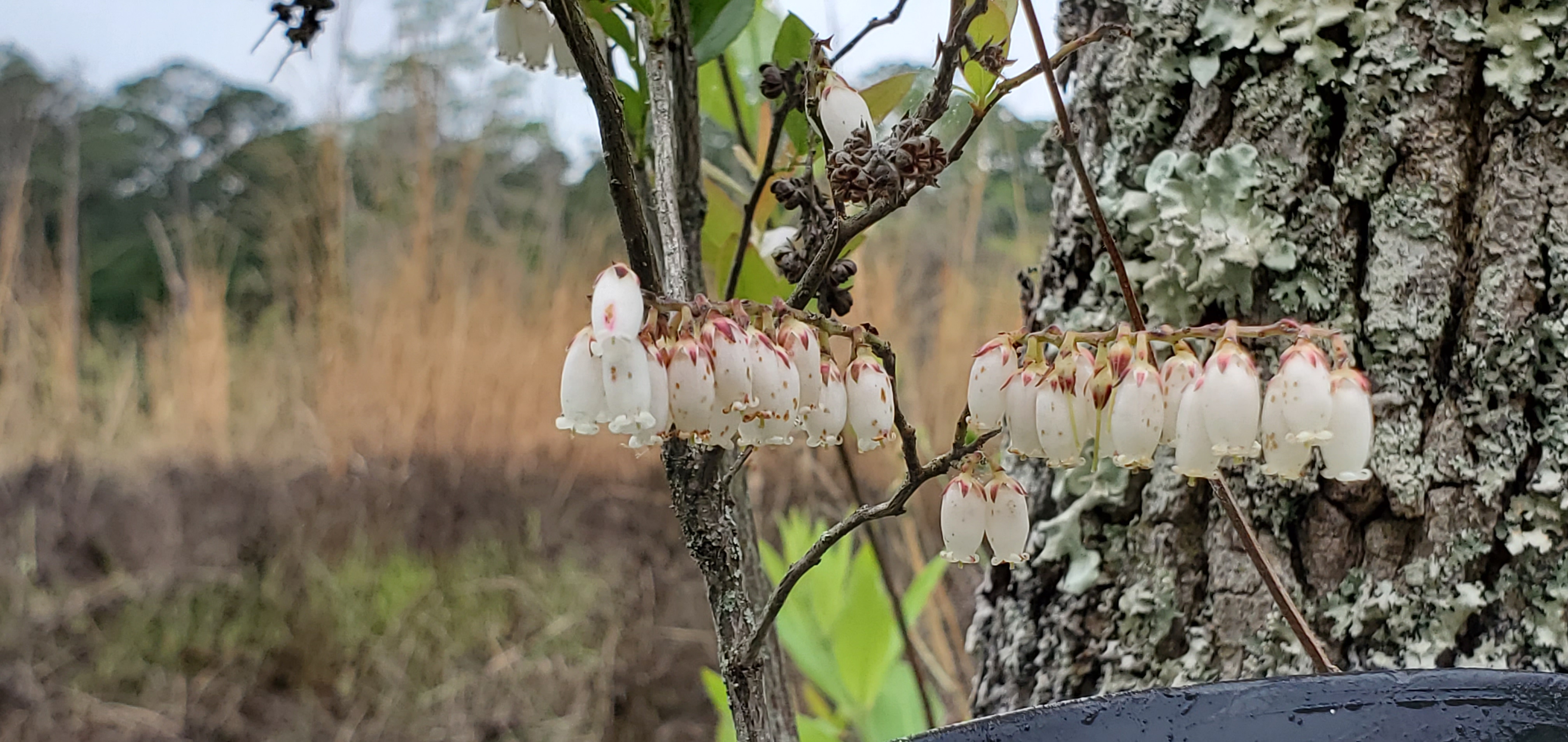 What are these bell flowers?