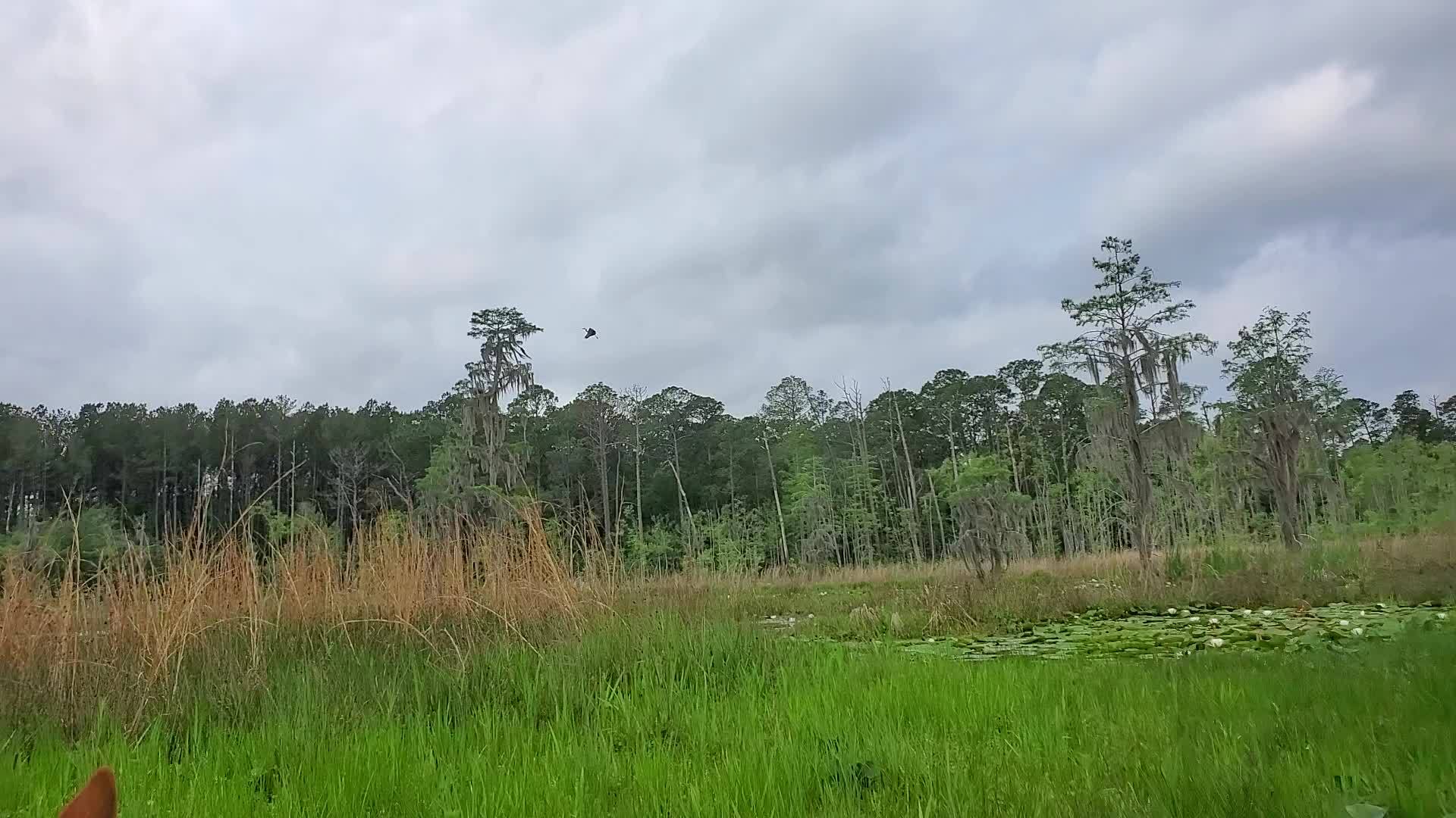 Movie: Heron flying to its tree (22M)