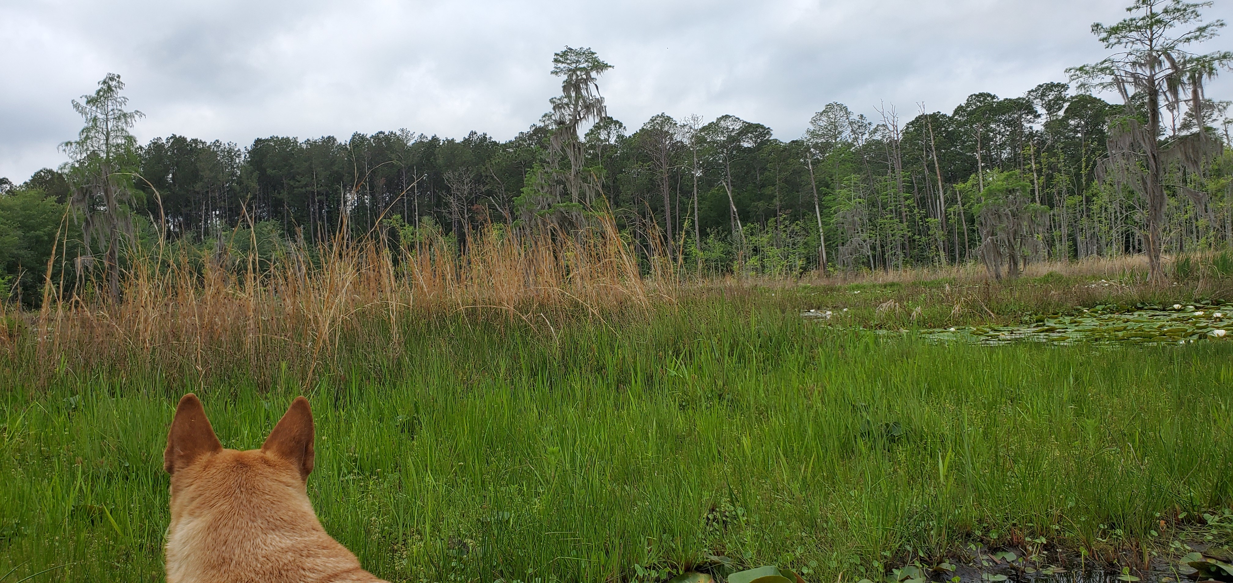 Yellow Dog observing heron