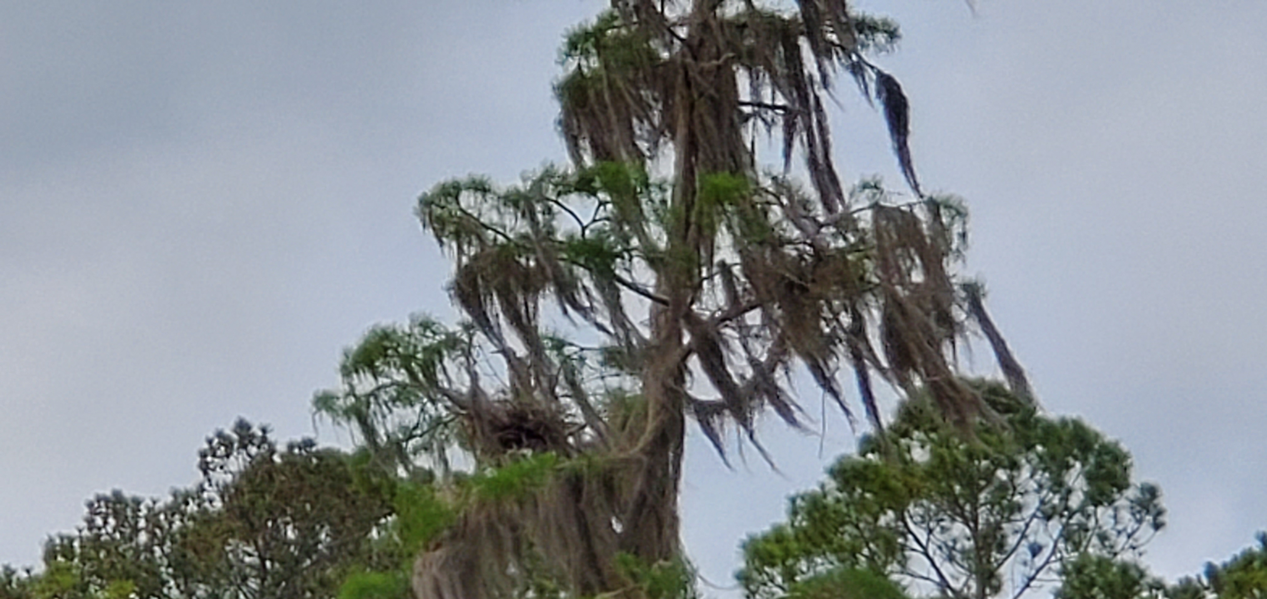 Little heron on nest