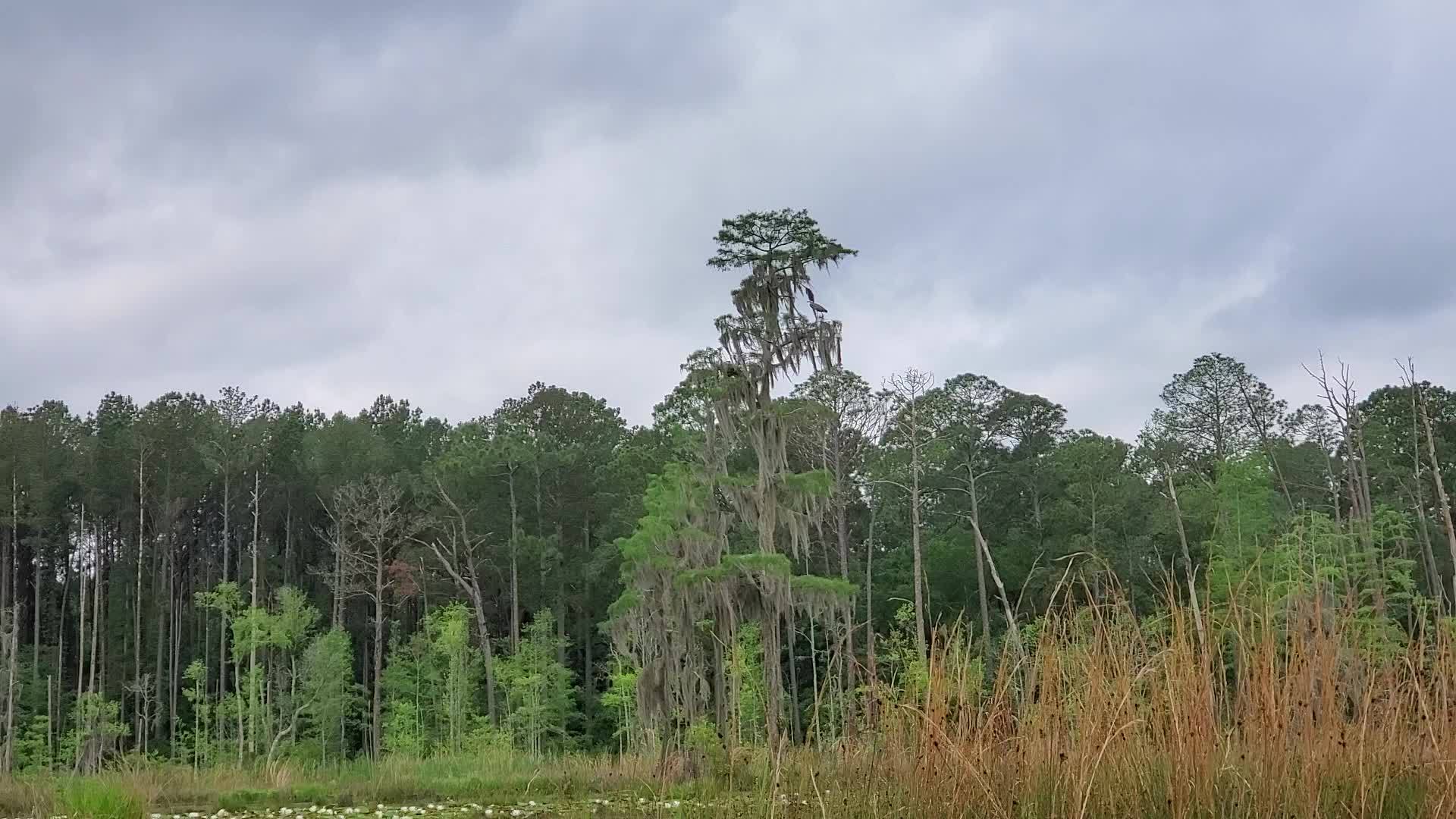 Movie: Second parent with little Great Blue Heron (39M)