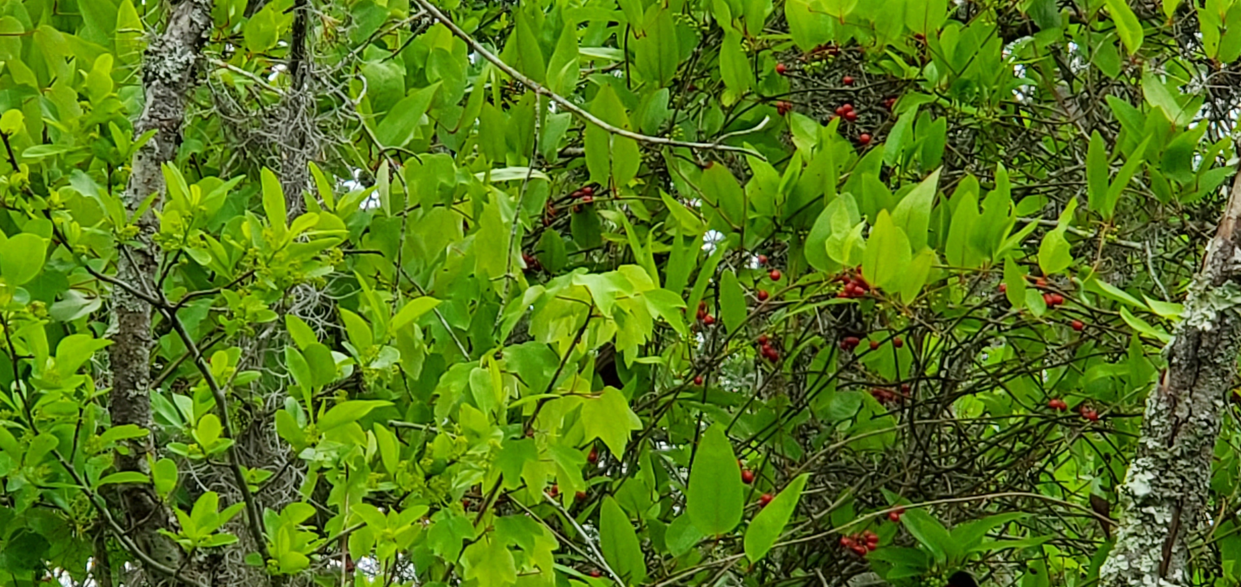 More berries