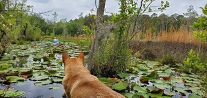 [With Yellow Dog]