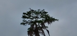 [Heron on top of tree]