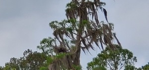 [Little heron on nest]