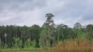 [Movie: Second parent with little Great Blue Heron (39M)]