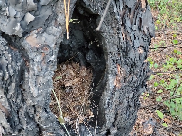 [Nest nestled in tree]