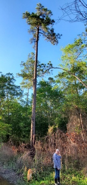 [Tree, Yellow Dog, Gretchen]