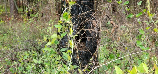 Nest behind Smilax vines