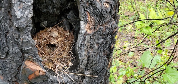 [Bird on nest in longleaf pine tree]