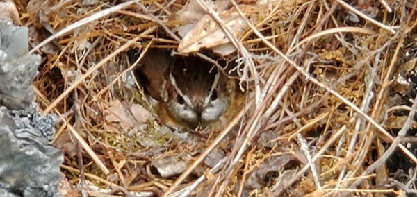 [Carolina wren]